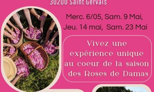Printemps en roses chez Fleur d'artisane - productrice d'herbes aromatiques et m&eacute;dicinales