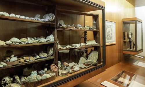 Atelier famille au mus&eacute;e &laquo;Fossiles et Monotype&raquo;