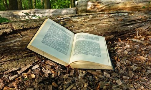 Balade po&eacute;tique en for&ecirc;t