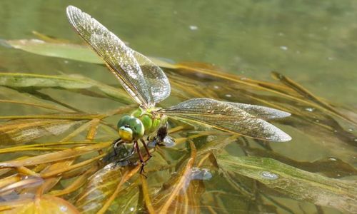 Sortie nature - Les petites b&ecirc;tes de la rivi&egrave;re