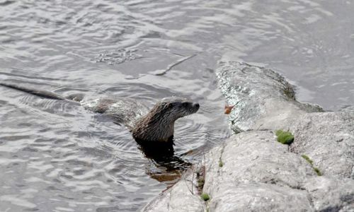 Sortie : Comme une loutre