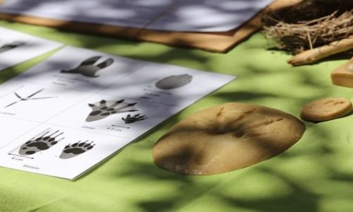 Atelier ludique et nature - Traces et empreintes des animaux