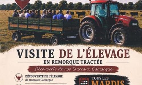 Visite de l' &eacute;levage de taureaux de Camargue