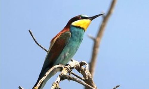 Sortie nature : Le r&eacute;veil des oiseaux