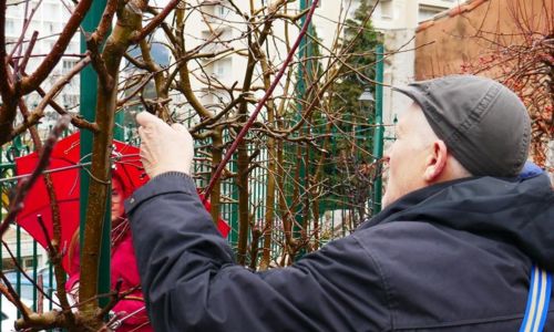 Atelier - Diagnostic et check-up d&rsquo;automne dans le verger