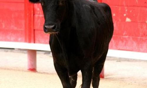 Course camarguaise - Ligue Occitanie