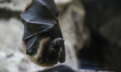 Dimanche aux jardins : cr&eacute;ation d'un abri pour les chauves-souris