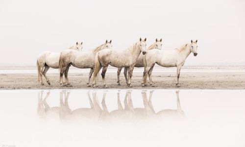 Ateliers photo : "Chevaux &agrave; la plage" - C&eacute;cile Domens