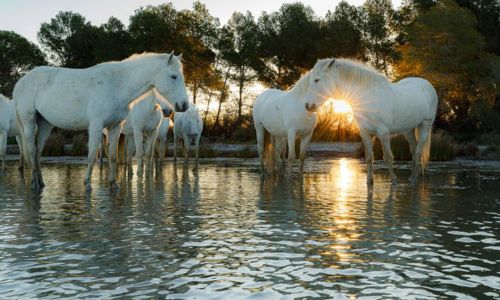 Ateliers photo : "Chevaux dans les marais" - C&eacute;cile Domens