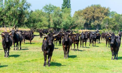 Immersion dans l'univers des Gardians