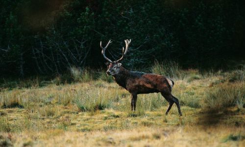 Comptage au Brame du Cerf