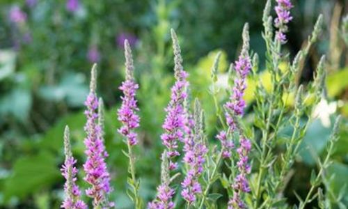 Sortie botanique - Avril en balade 2026