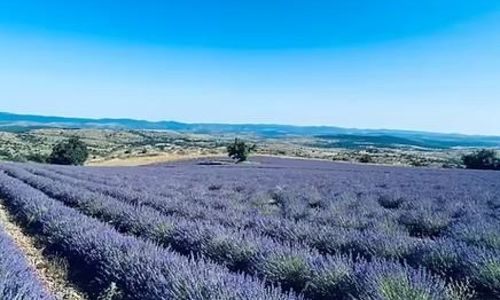 Domaine des Toulli&egrave;res