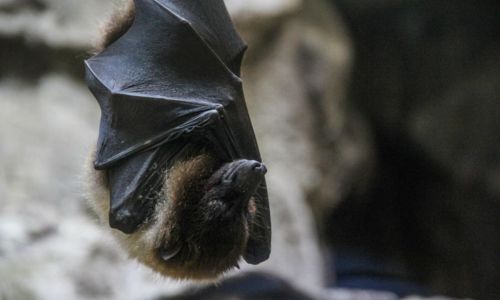 Exposition &laquo;Chauves-souris, une vie renversante&raquo;