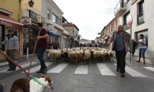 La transhumance du troupeau de l'Espiguette