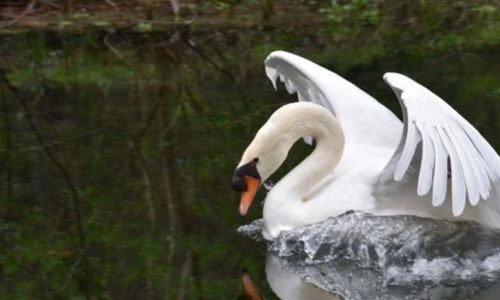 Uz&egrave;s balade amoureuse et po&eacute;tique - Visite guid&eacute;e Uz&egrave;s, Ville d'art et d'histoire
