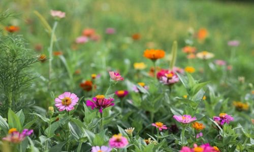 F&ecirc;te du printemps