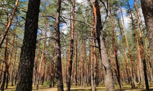 Apr&egrave;s-midi jeux et spectacle dans les arbres