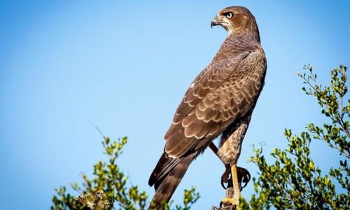 Balade - Les plumes des garrigues