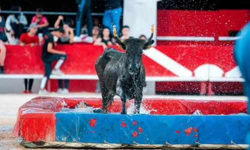 Toro piscine