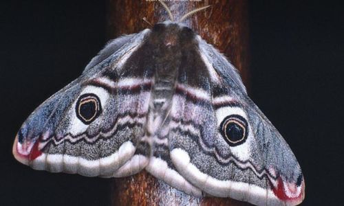 A la rencontre du monde nocturne, sur les ailes des phal&egrave;nes