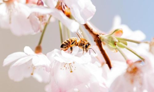 Exposition - Abeilles