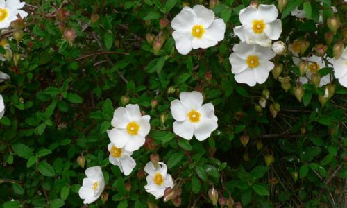 Balade botanique et ethnobotanique en Garrigue - Avril en balade 2026