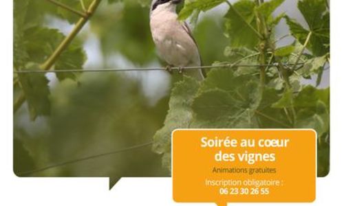 Terroirs vagabonds - Saint-Chaptes
