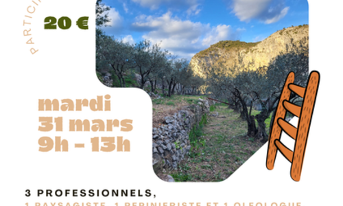 Initiation taille d'oliviers