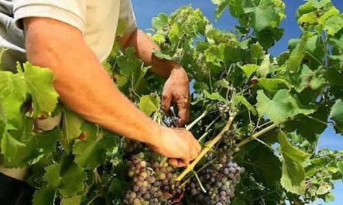 Domaine les Cambeaux