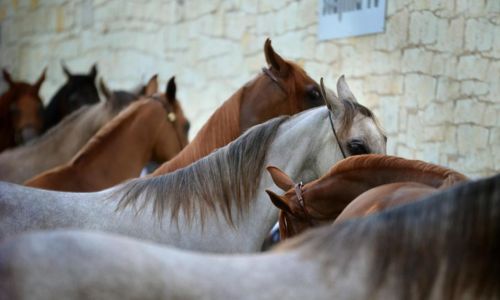 Stages de poneys/ chevaux
