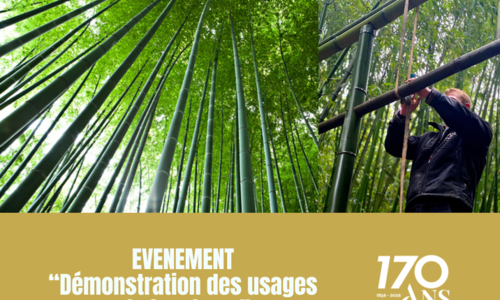 D&eacute;monstration des usages du bambous