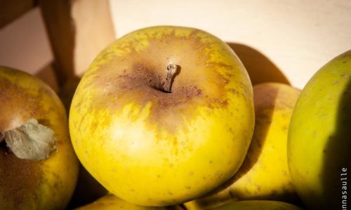 Les avant-go&ucirc;ts de la foire - Atelier cuisine