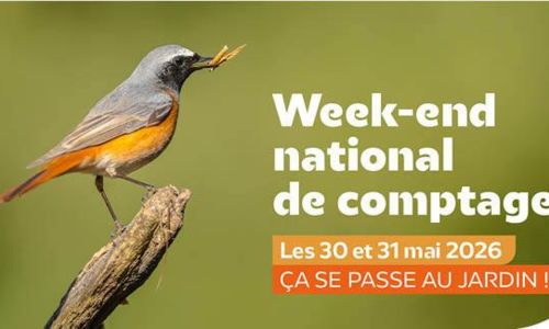 Comptage d'oiseaux