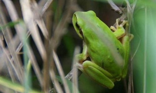 Histoires singuli&egrave;res - Rencontres sauvages