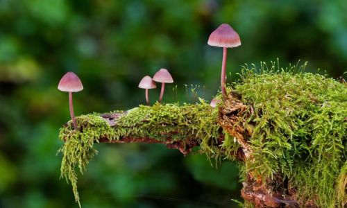 Champignons : atelier &eacute;ducatif
