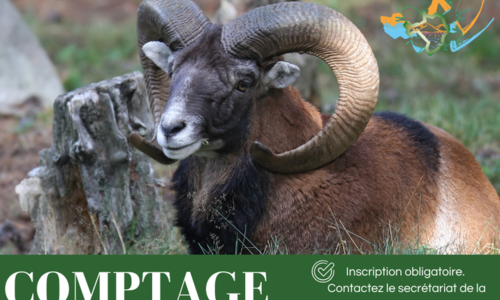 Comptage de l'esp&egrave;ce mouflon