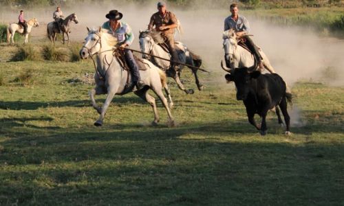 Veill&eacute;es Camarguaises - Manade Martini