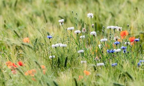 La Petite Pharmacop&eacute;e familiale