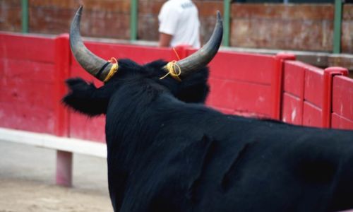 F&ecirc;te votive &agrave; Vauvert