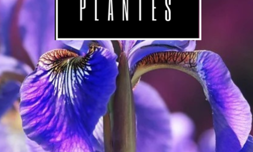 Dimanche d'Uz&egrave;s - Journ&eacute;e des Plantes et ses d&eacute;riv&eacute;s