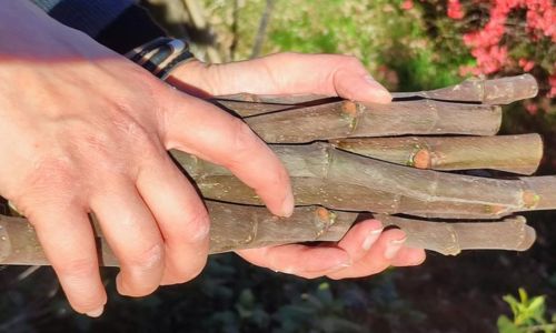 Ateliers botaniques - Initiation &agrave; la taille et bouturage de figuier