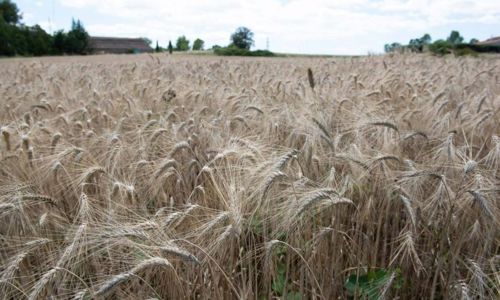 R&eacute;colte des c&eacute;r&eacute;ales anciennes