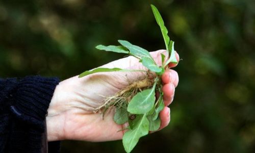 Balade botanique - Go&ucirc;te-campagne au Pont du Gard