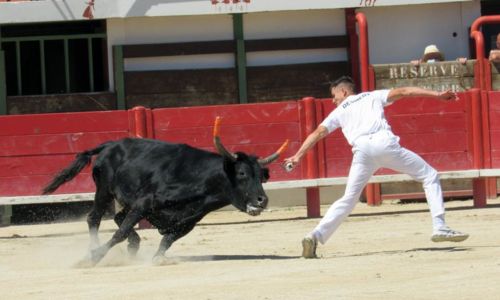 Troph&eacute;e des Vignerons - Course camarguaise - 1e journ&eacute;e