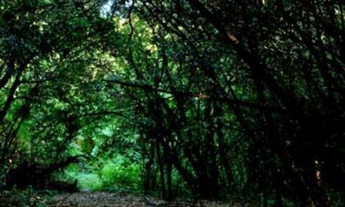 &thinsp;Jour de la nuit : sortie nature