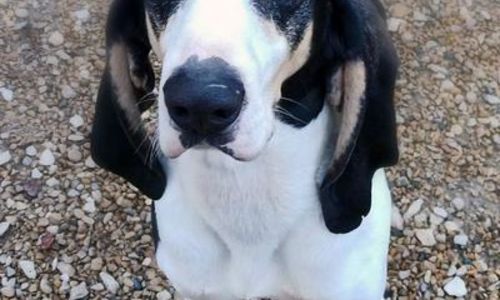 Week-end Portes Ouvertes Refuge Canin