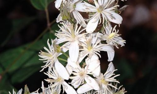 Sortie botanique : Sauvages de ma rue