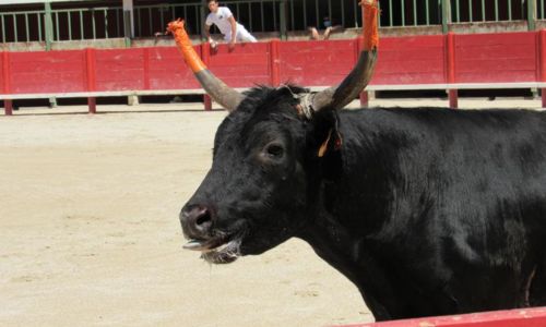 Troph&eacute;e Camargue M&eacute;dical - Course camarguaise - 1e journ&eacute;e