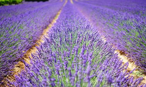 Atelier : Venez d&eacute;couvrir une exp&eacute;rience aromatique